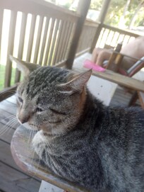 We had a visitor on the porch.