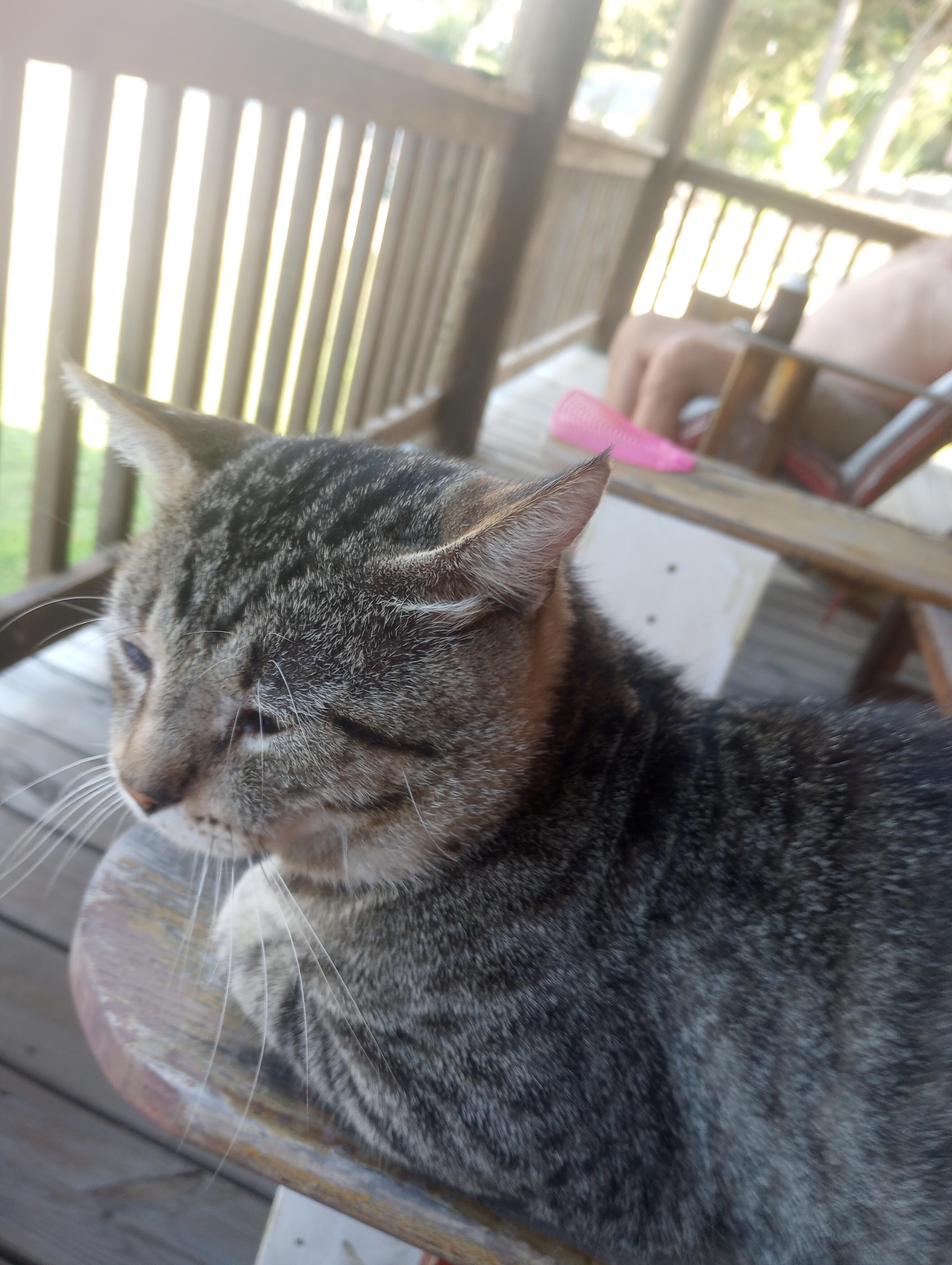 We had a visitor on the porch. 
