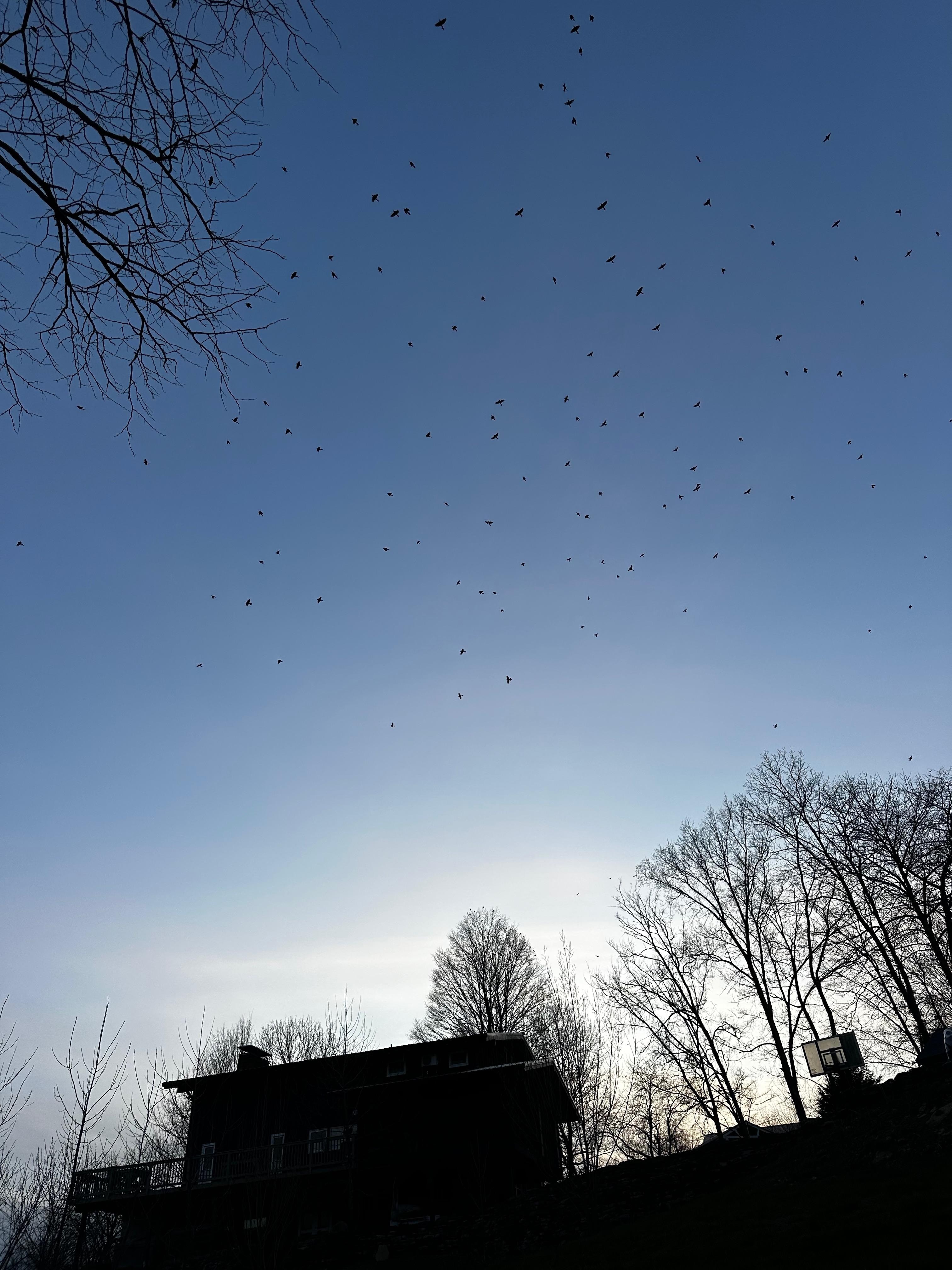 Main house as seen from the backyard with birds in flight. 