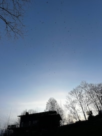 Main house as seen from the backyard with birds in flight.