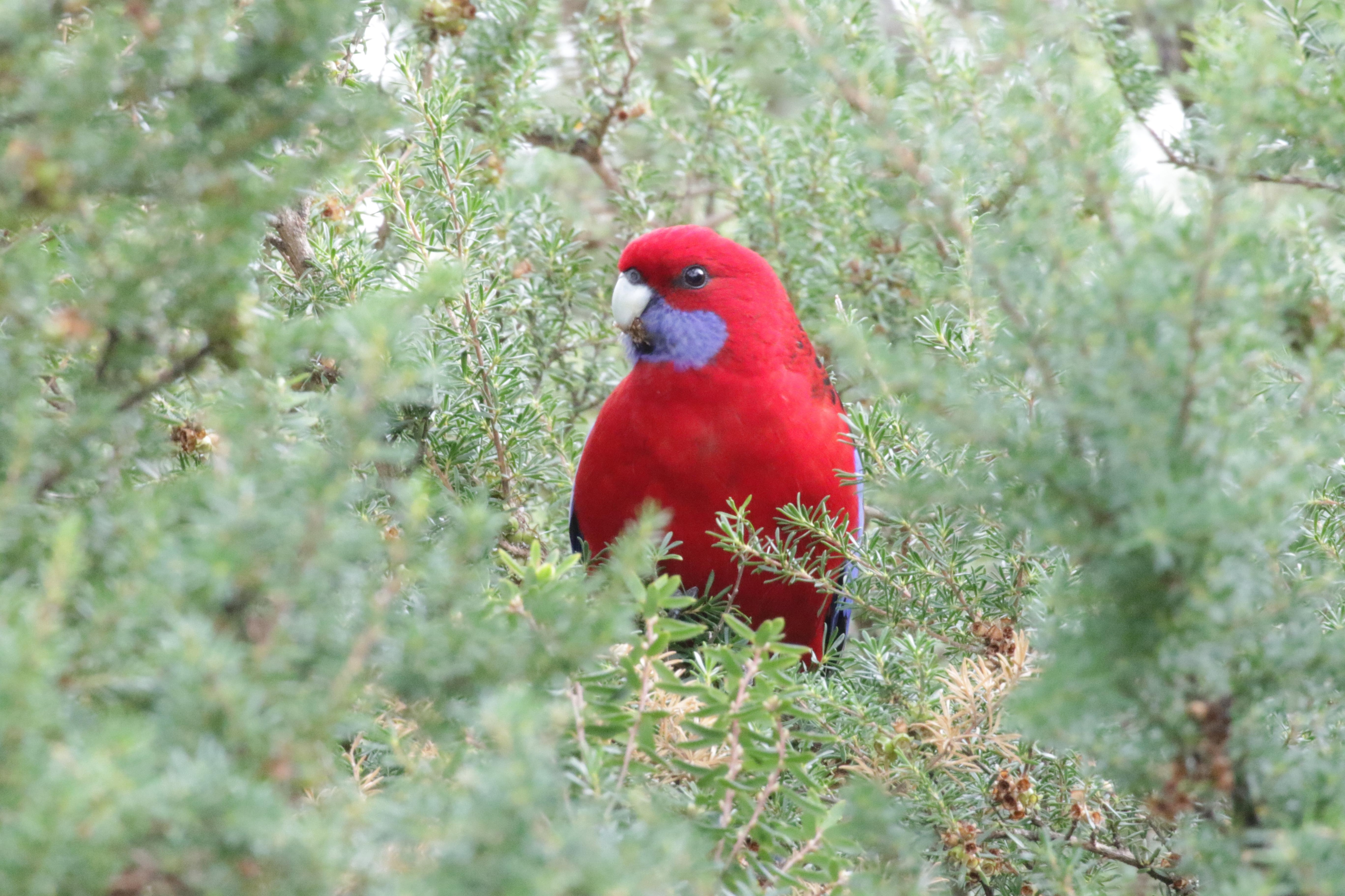 Crimson Rosella in garden