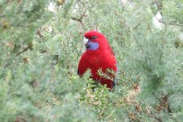 Crimson Rosella in garden
