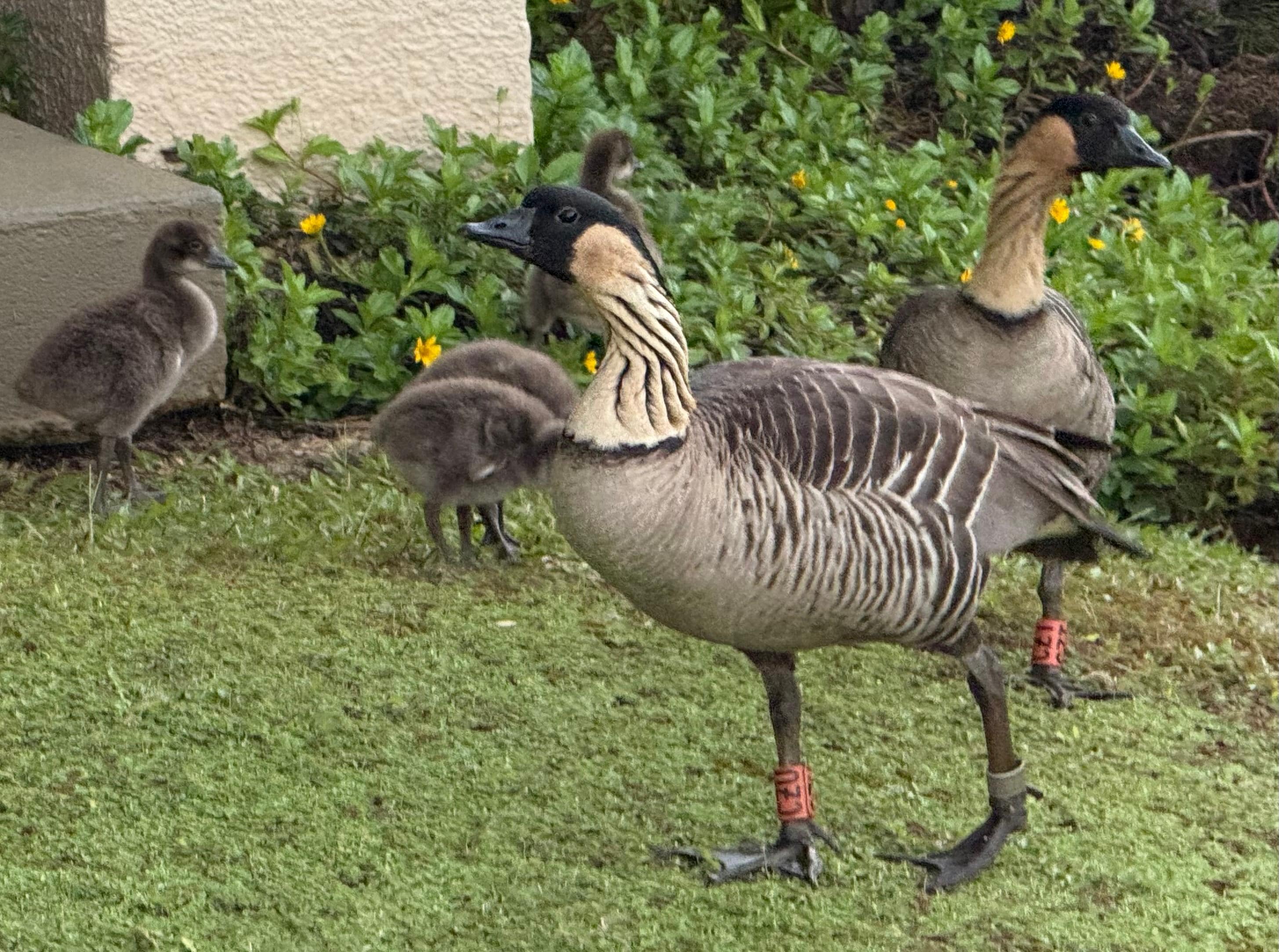 Nene geese