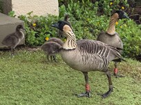 Nene geese