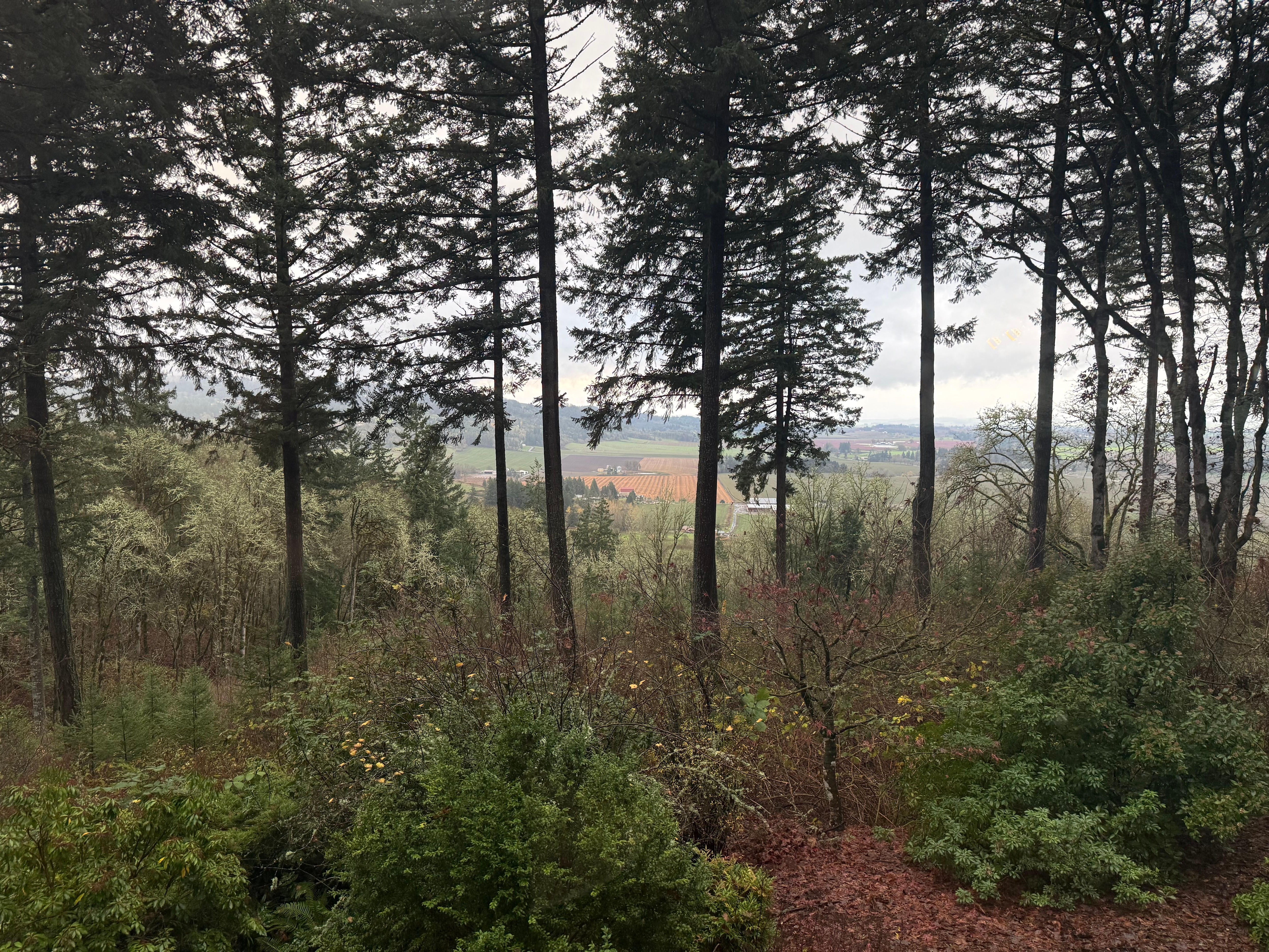 View from the house. 