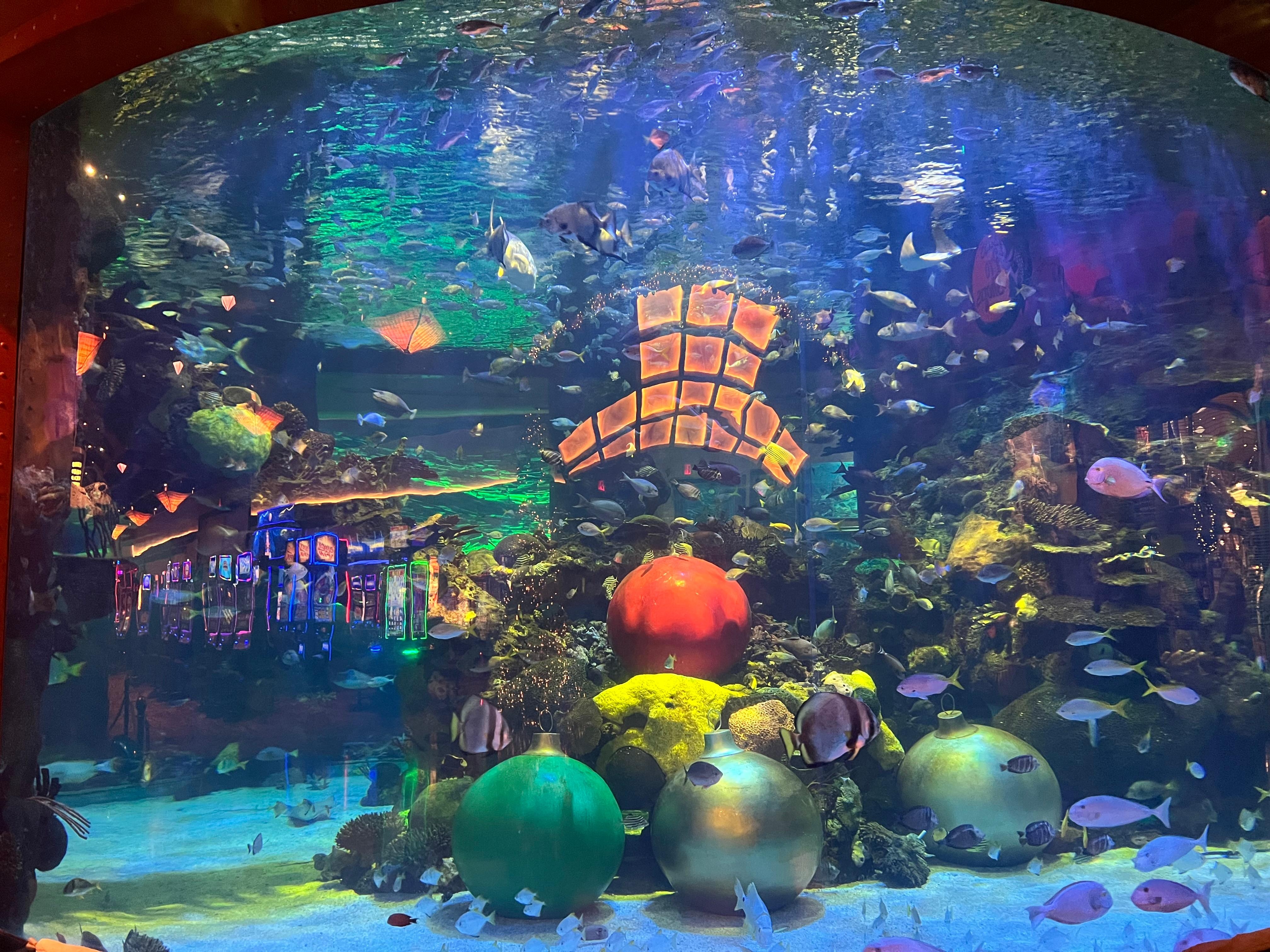 Missed the Mermaid but it was a great aquarium 