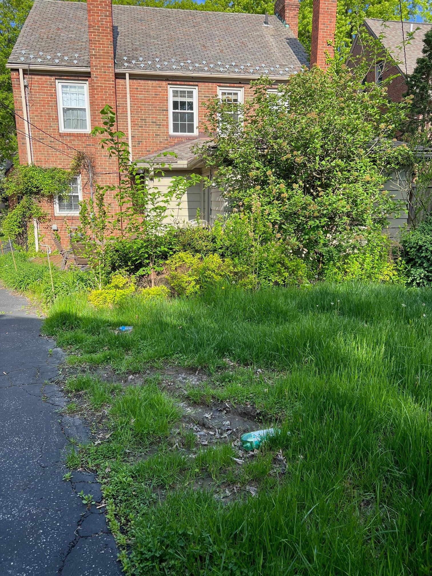 View of the backyard.