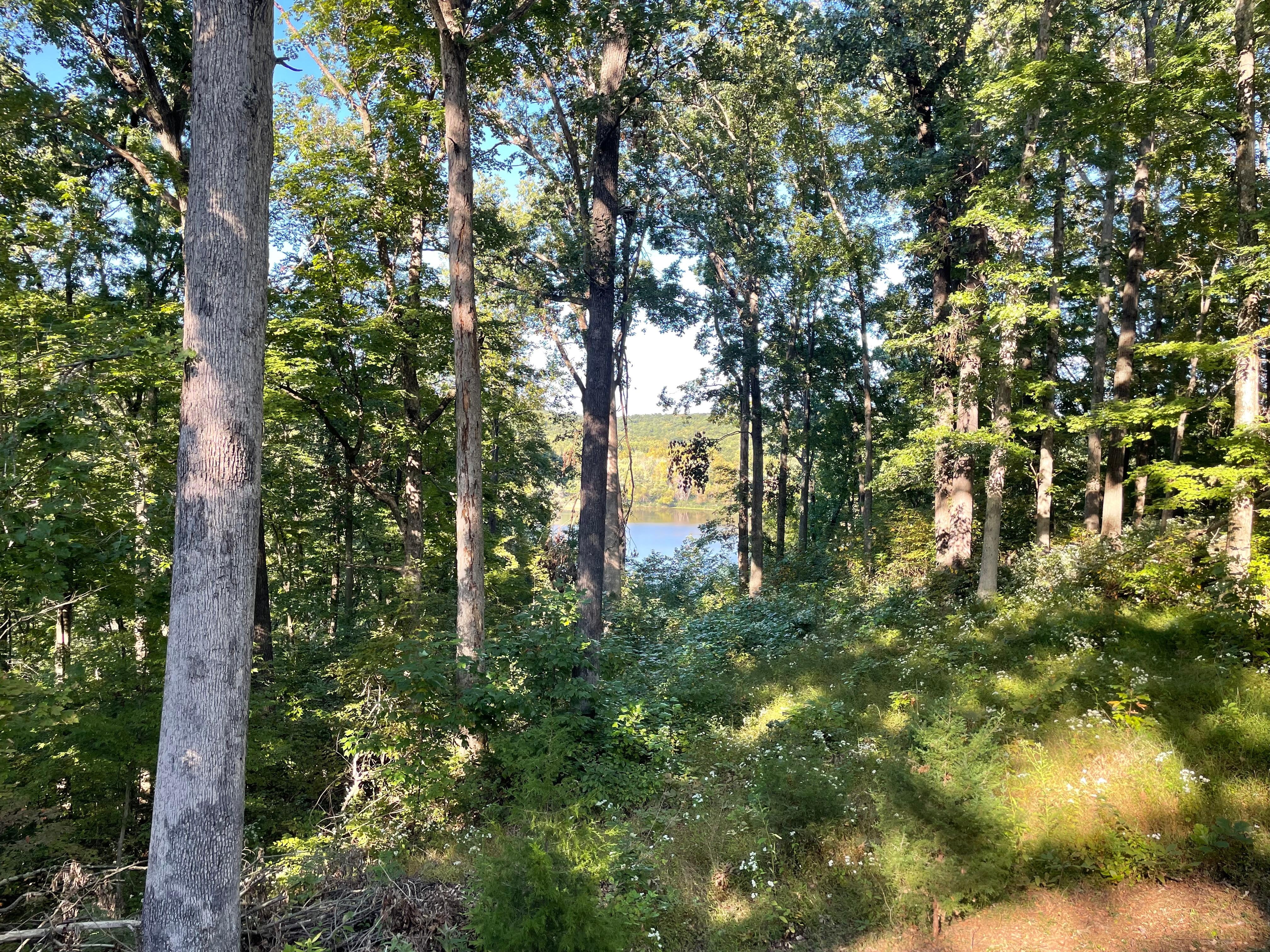 View from back deck. 