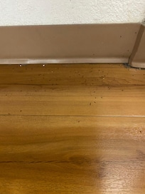All the bugs in the restroom looked like bed bugs or gnats but they were gross
