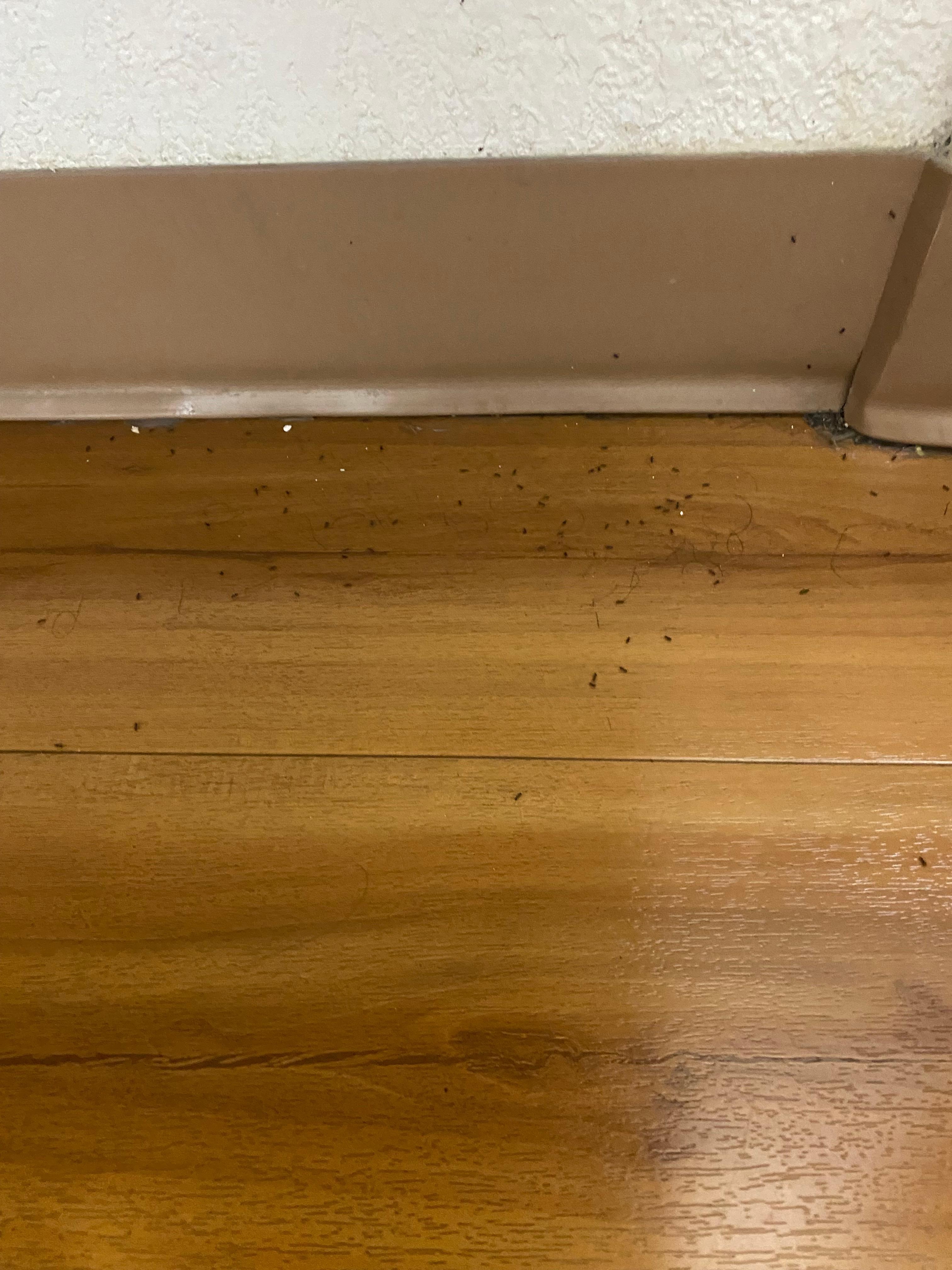 All the bugs in the restroom looked like bed bugs or gnats but they were gross