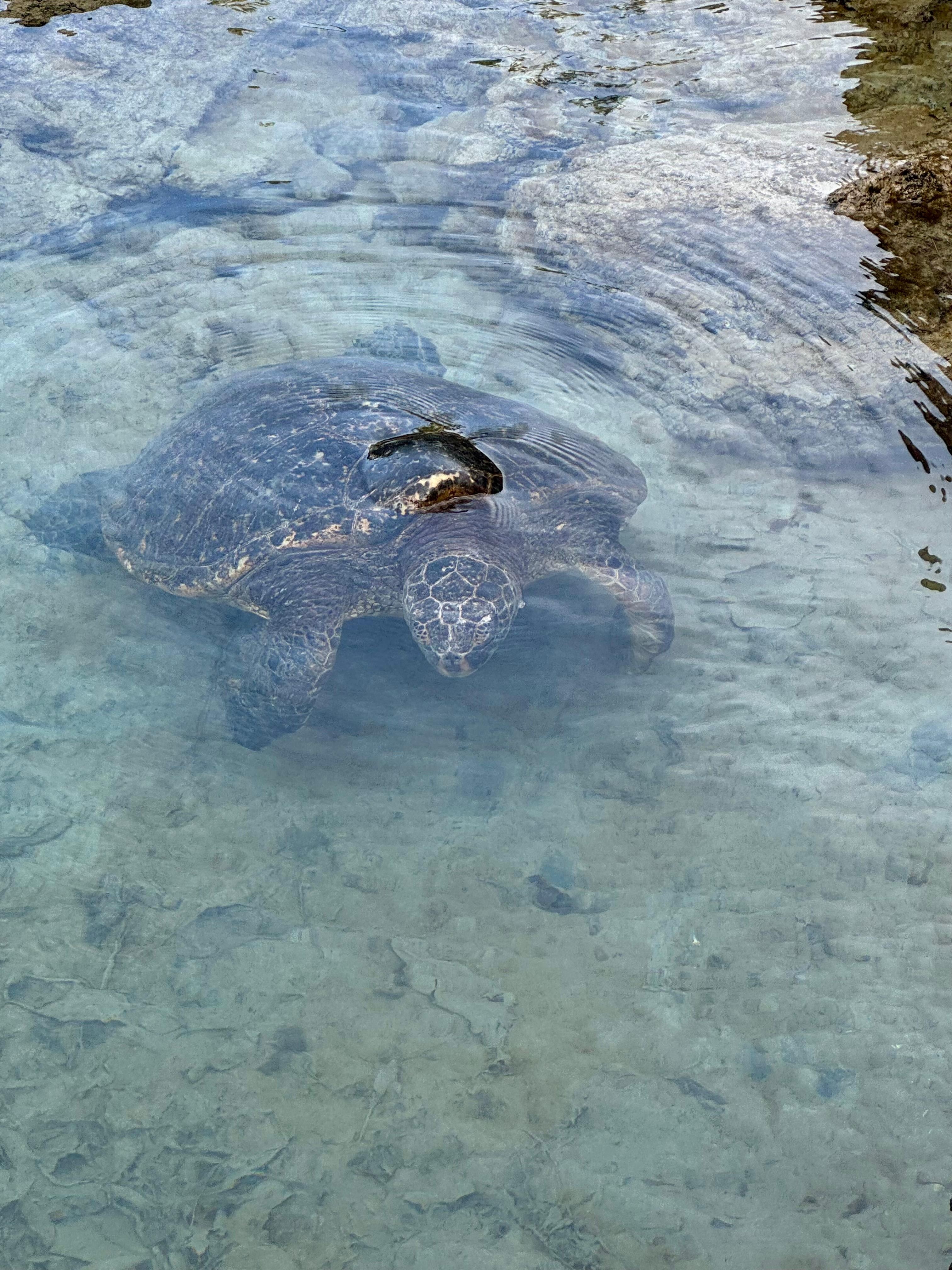 Turtles at Carlsmith snorkel beach