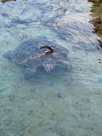 Turtles at Carlsmith snorkel beach