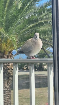 Regular friendly visitor