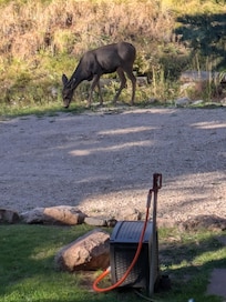 Large doe