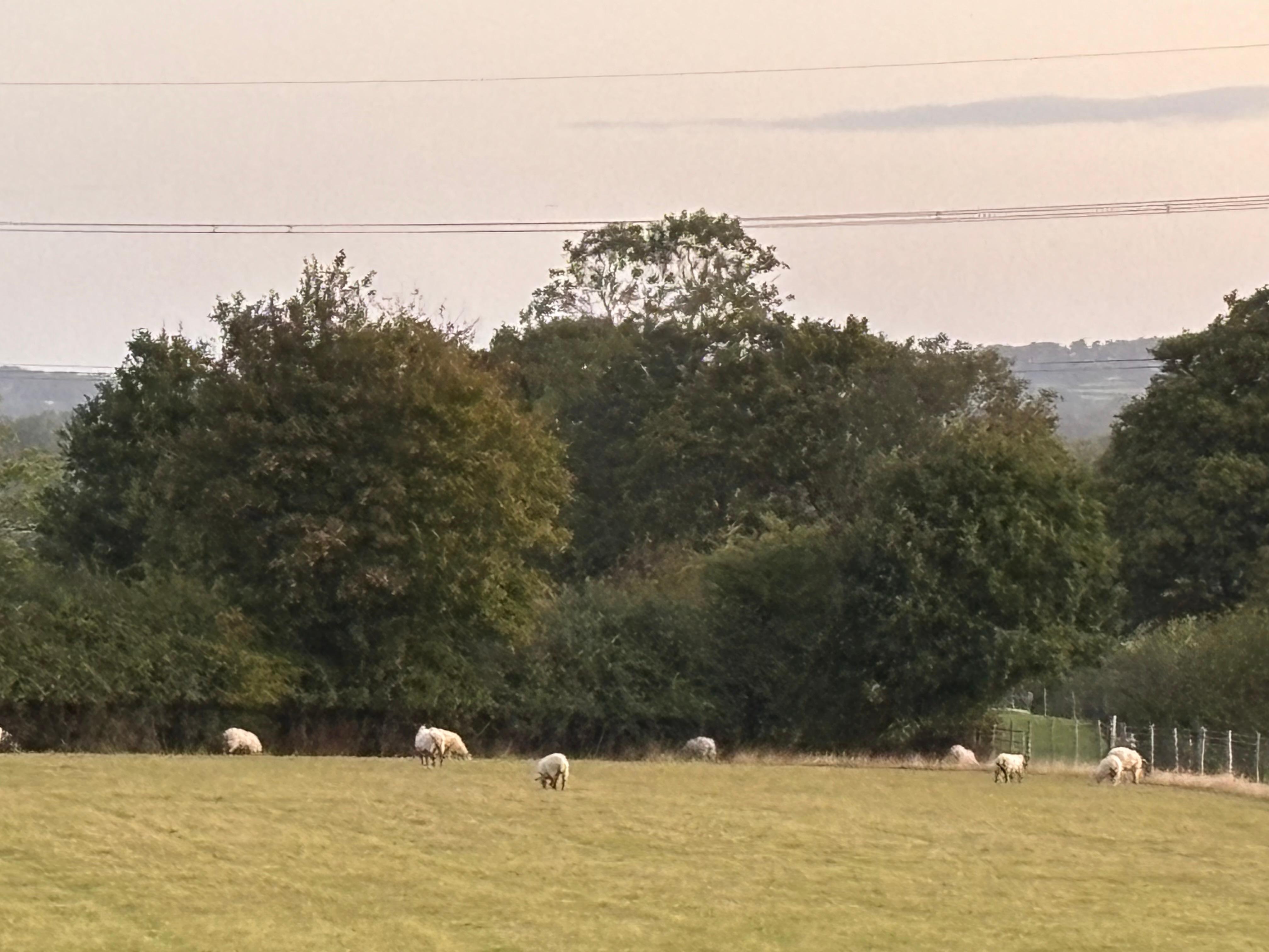 First morning view
Sheeps