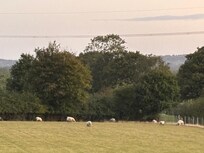 First morning view
Sheeps