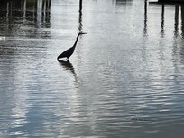 Heron fishing