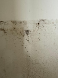 Mold