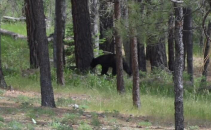 Black bear that wondered into the yard.