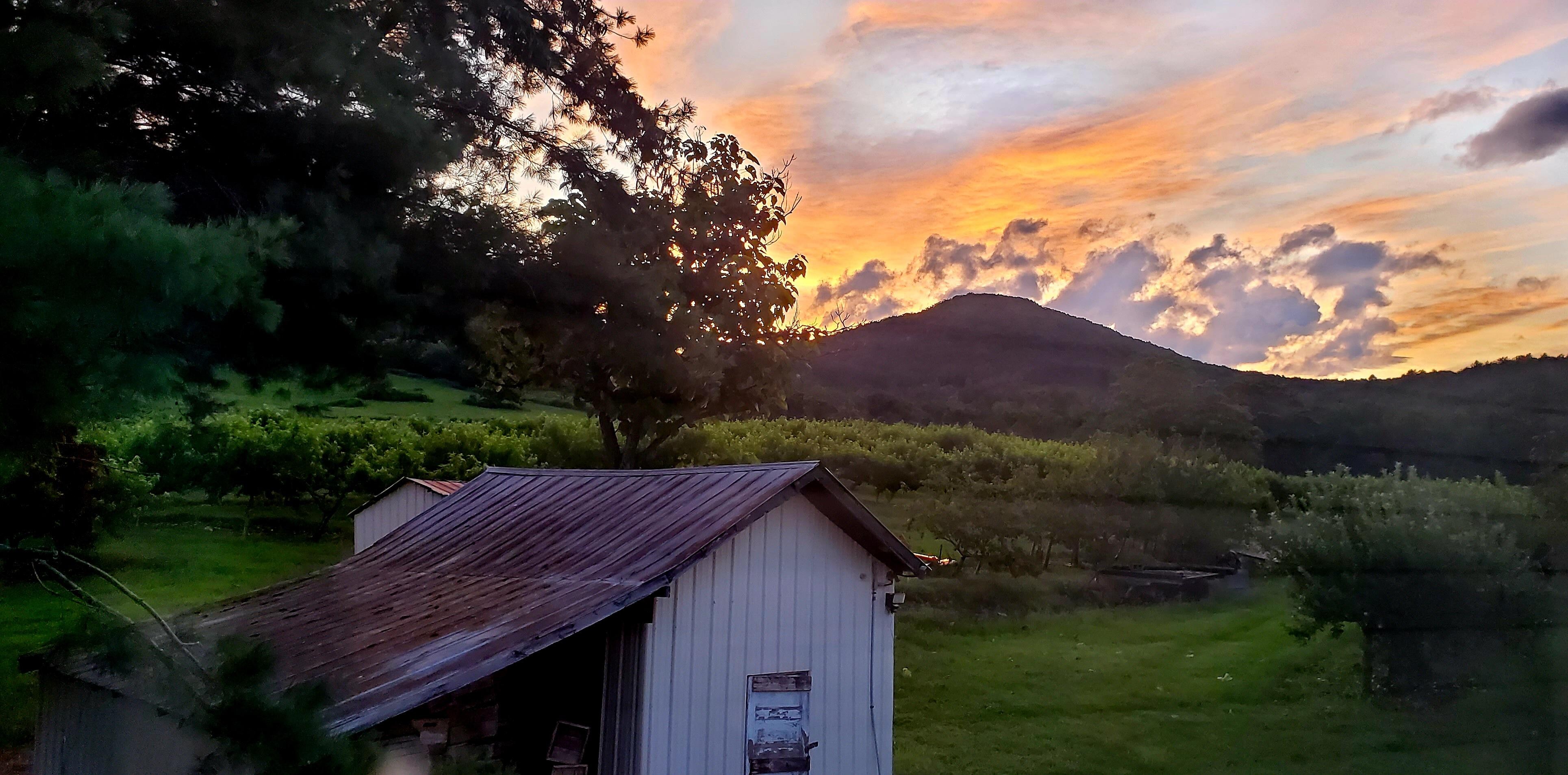 Sunrise over the orchard
