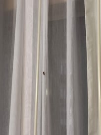 There’s the roach