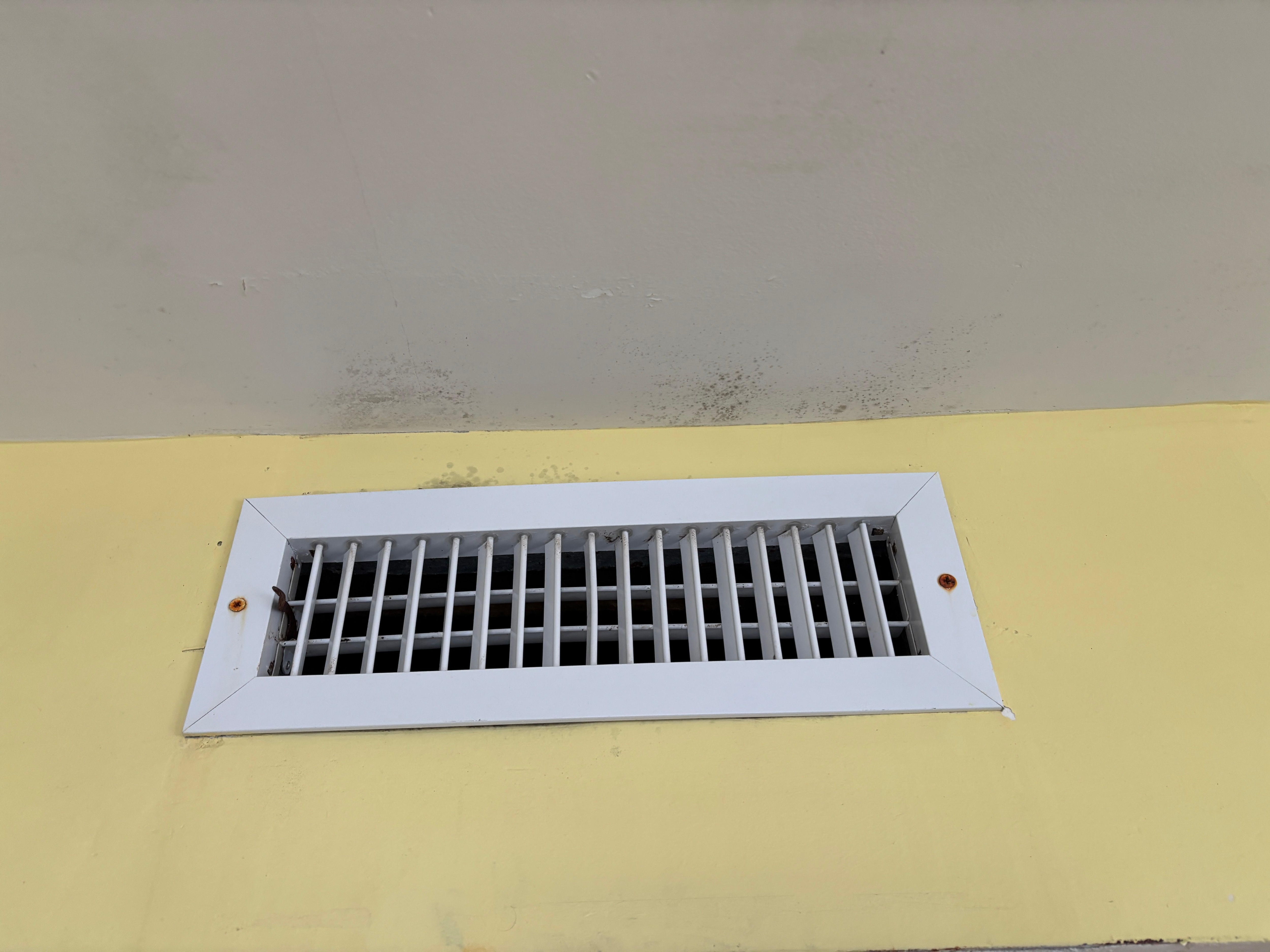 black mold