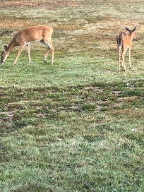 Deer