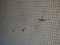 Carpet stain near bed and sink dark red brown looks like blood