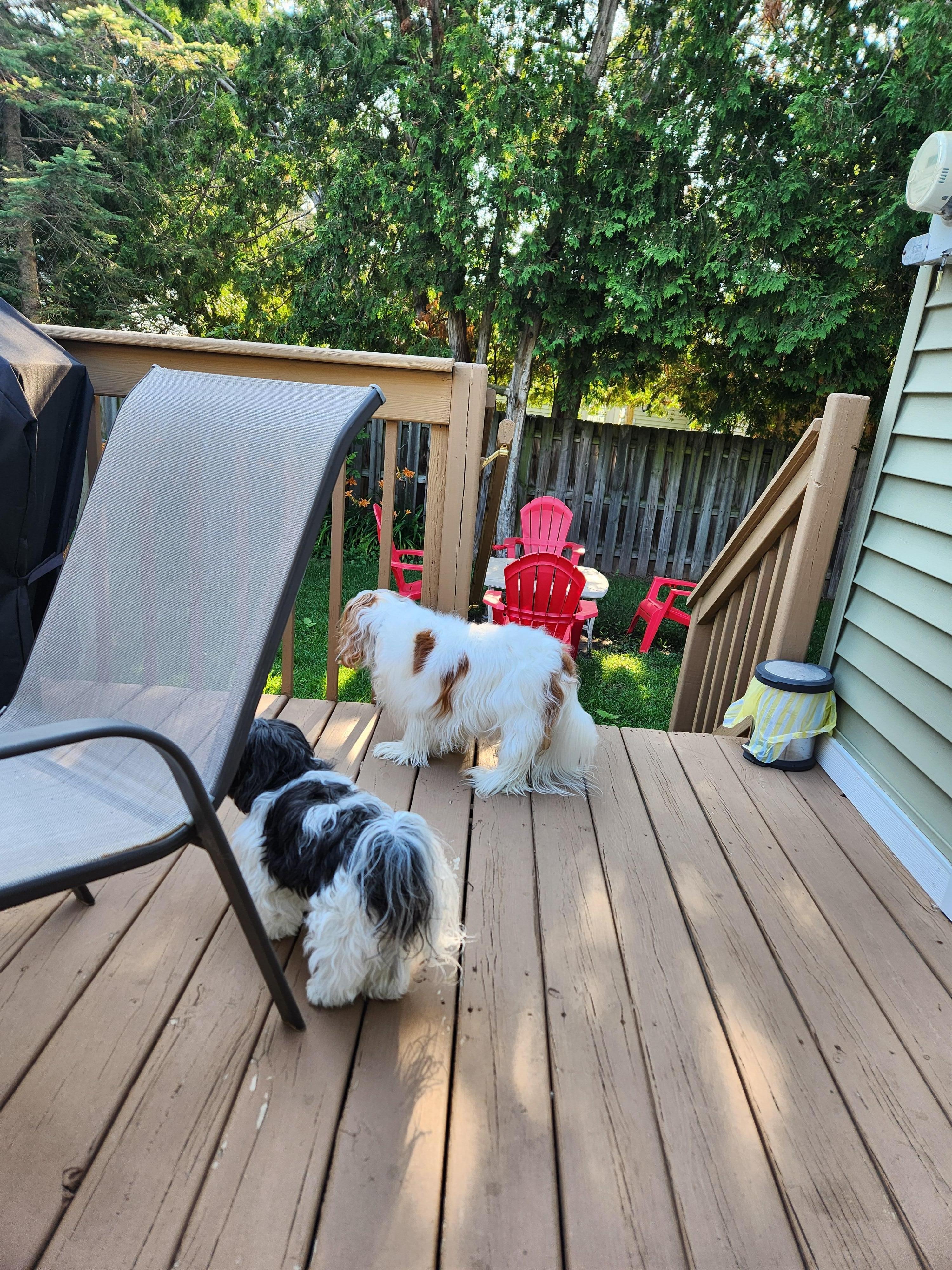 Fenced backyard was just perfect for relaxing with the fur babies.
