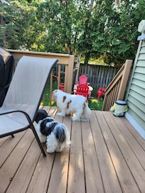 Fenced backyard was just perfect for relaxing with the fur babies.