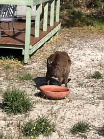 A kangaroo having a drink in the backyard of the cabin.