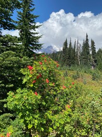 Mount Rainier on trail at Paradise