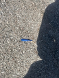 Tampon applicator kicked from the floor in the room.