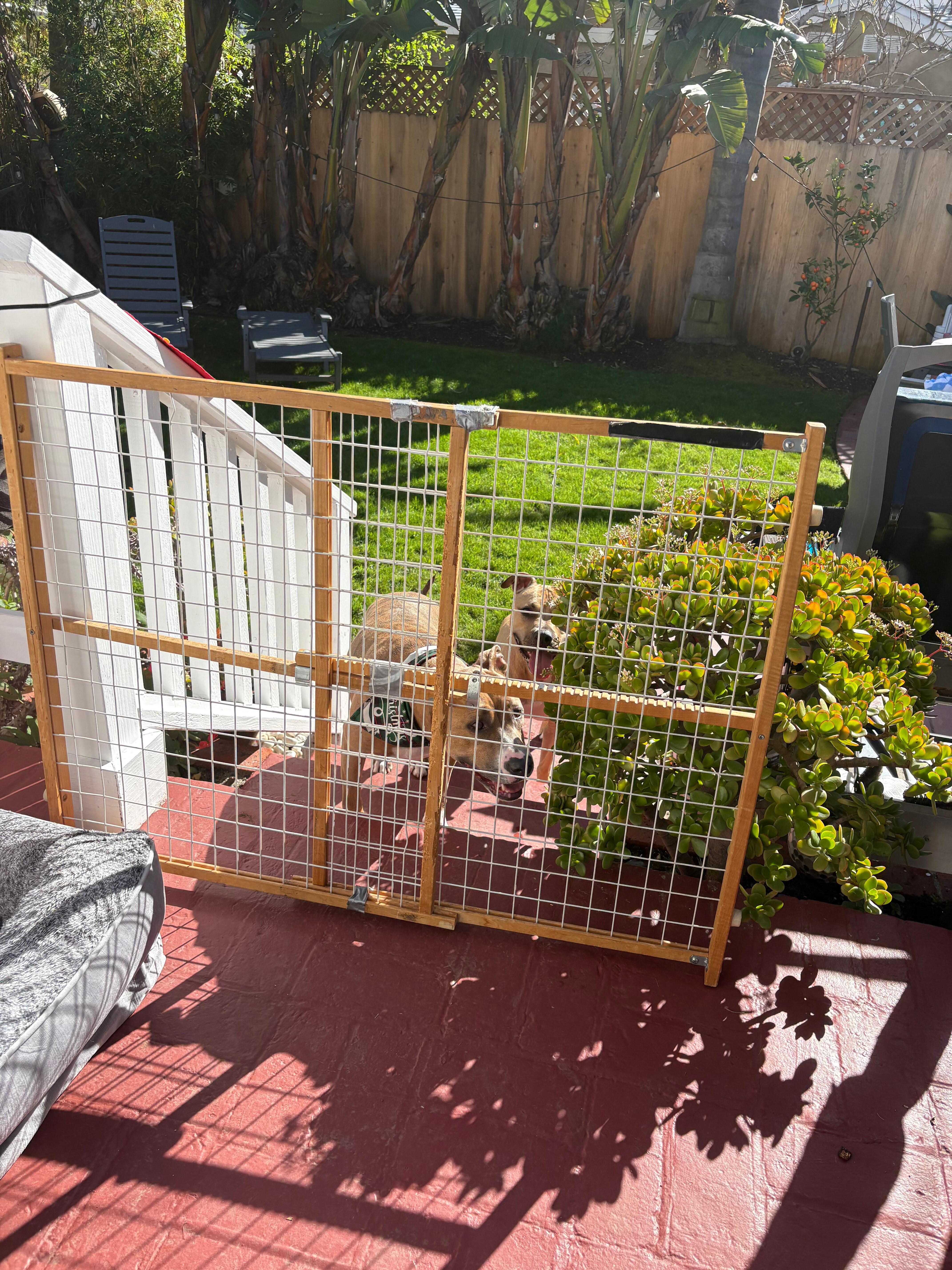 Dogs enjoying the yard