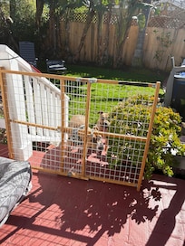 Dogs enjoying the yard