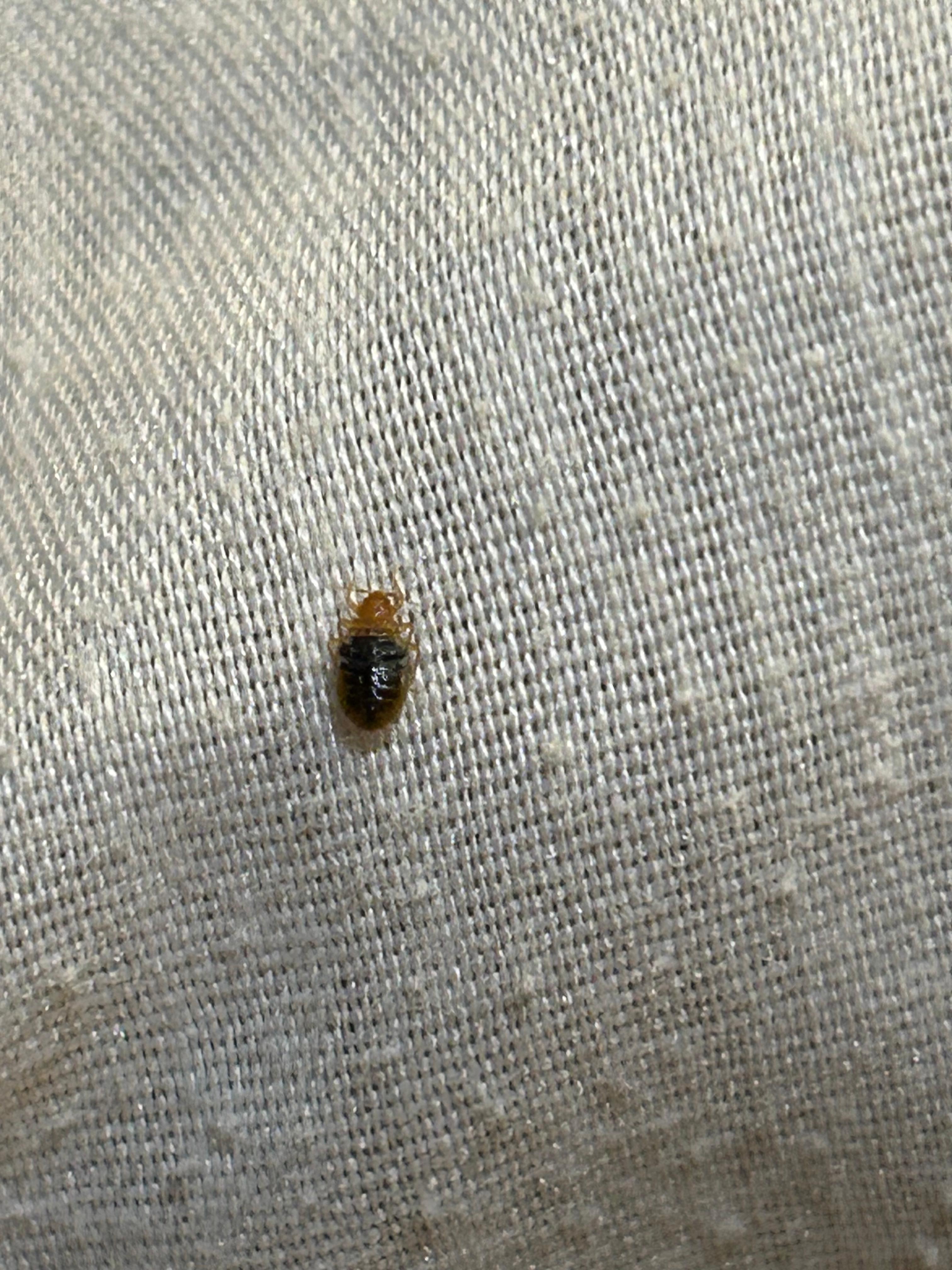 Bed bug