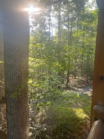 Look Close for the Bear