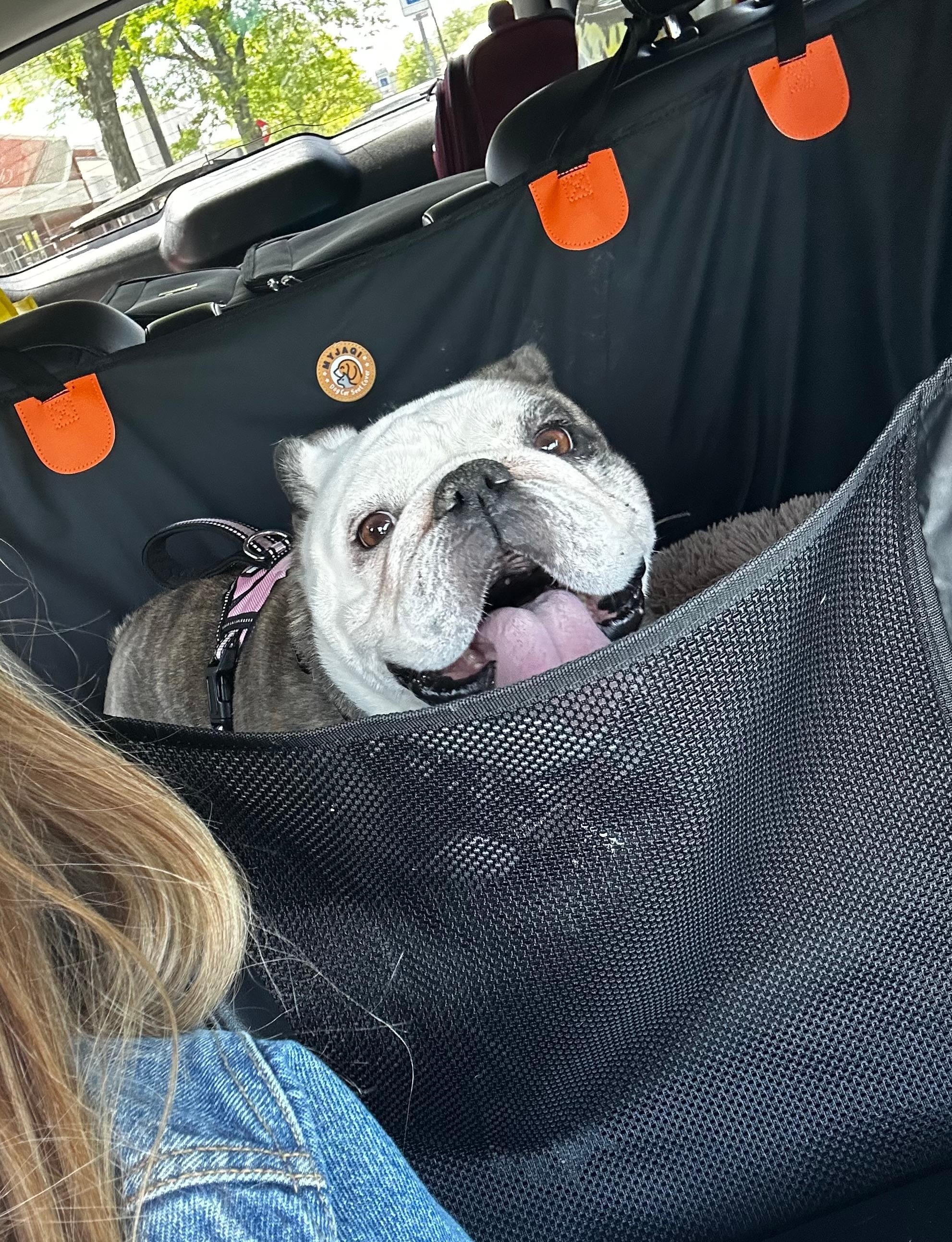 Razzle's first road trip. 