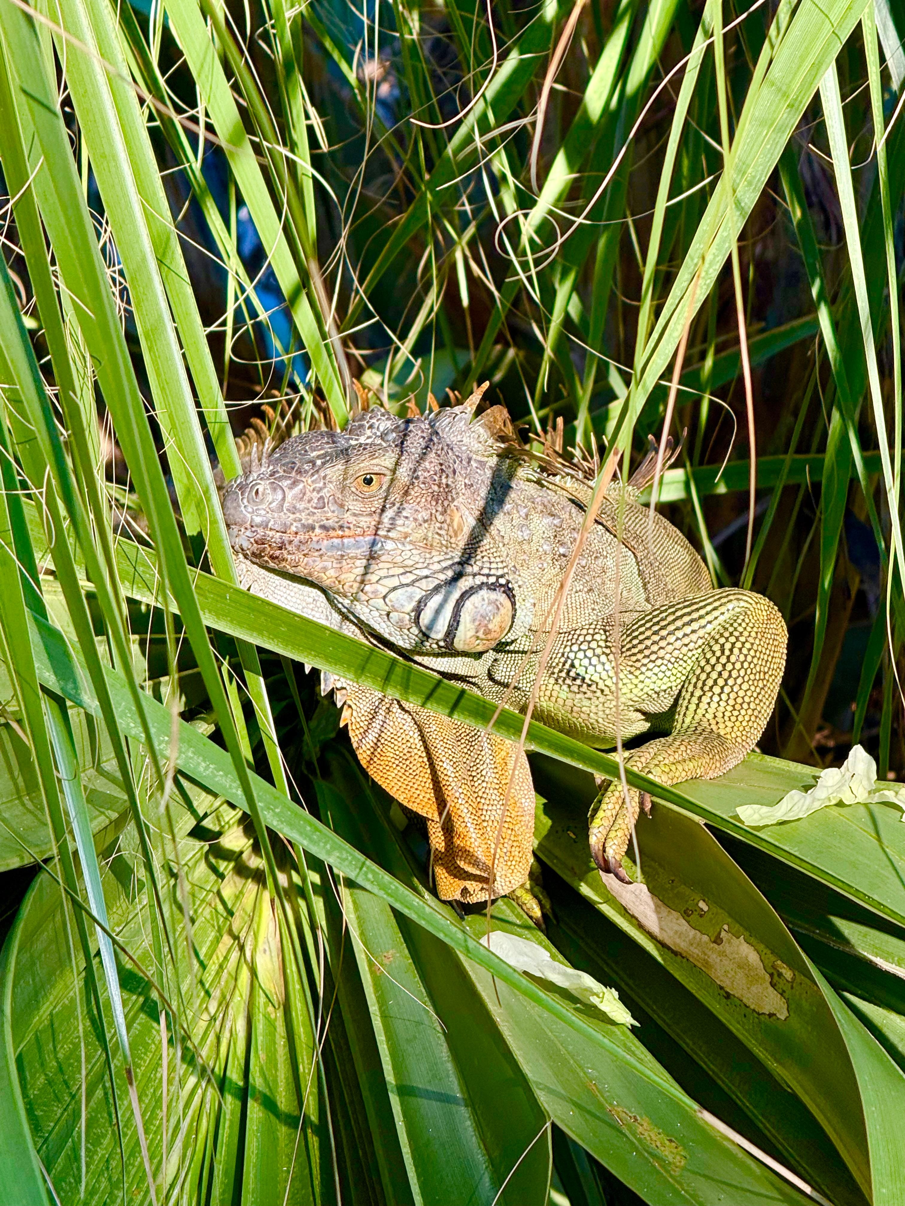 Our friend who lived right outside our balcony in the palm tree. 🦎 