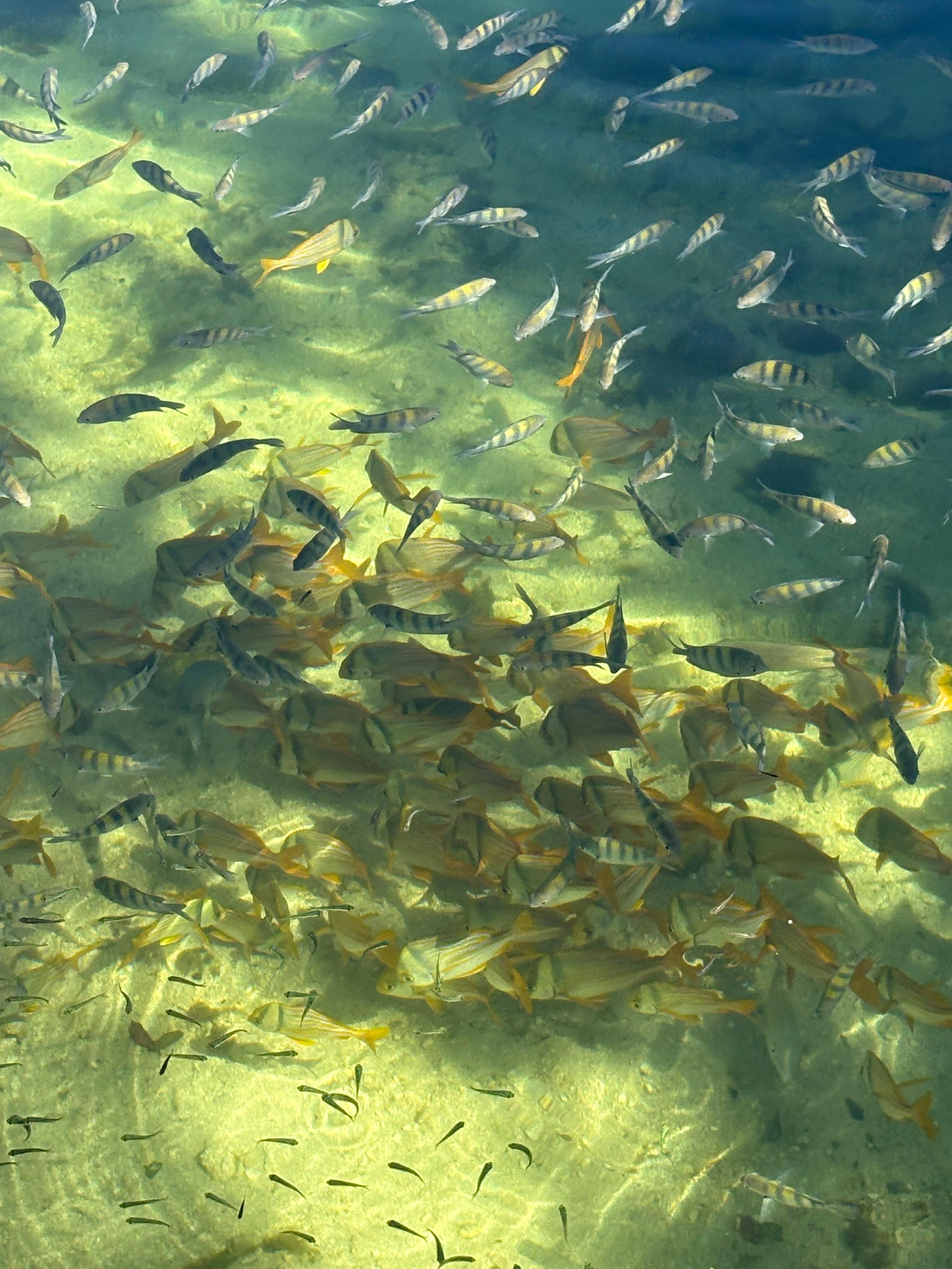 Tropical fish in the lake 