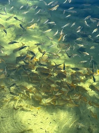 Tropical fish in the lake