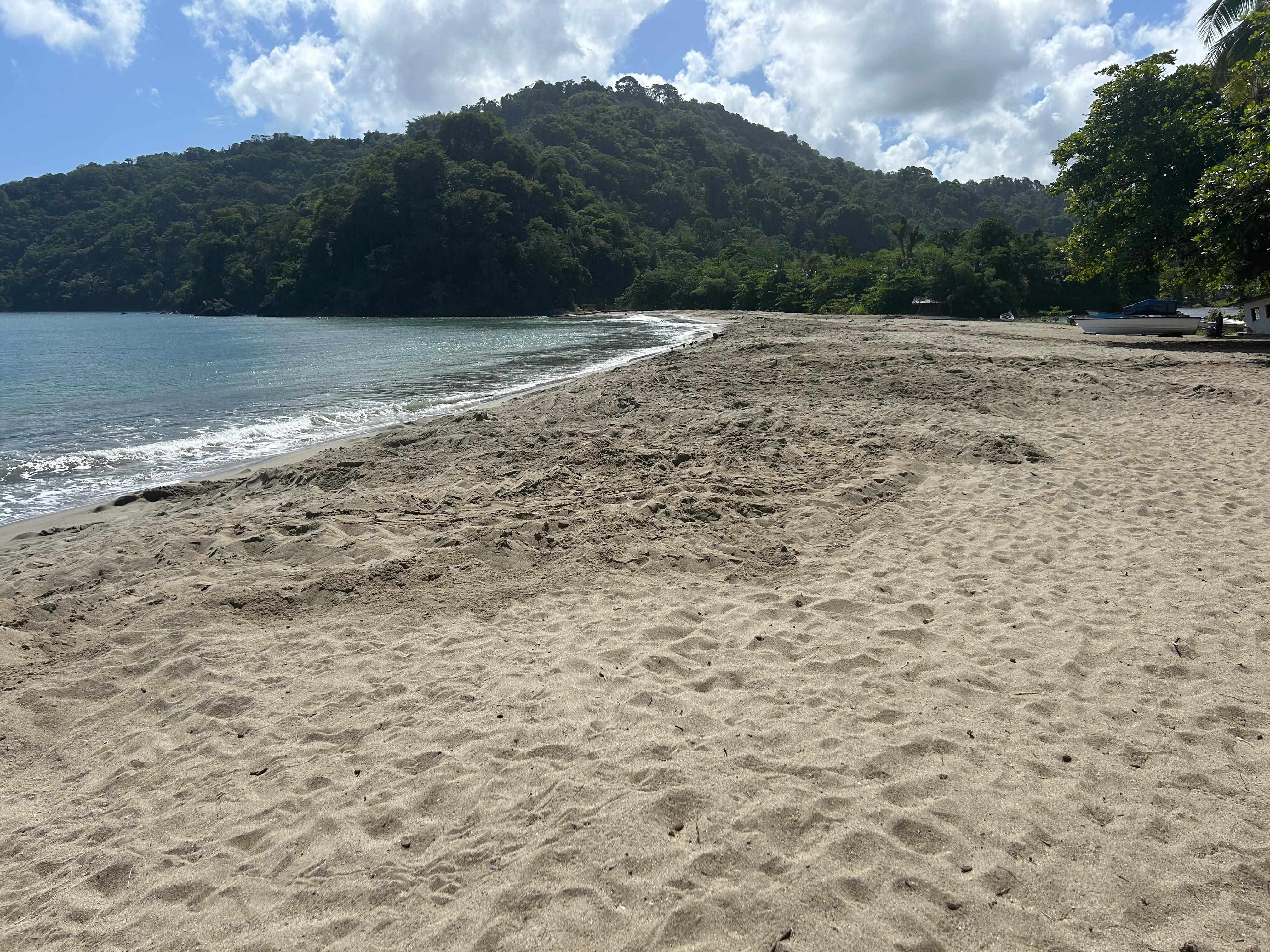 Disturbed sand are all the nests.