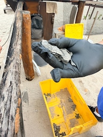 Turtle Sanctuary onsite
