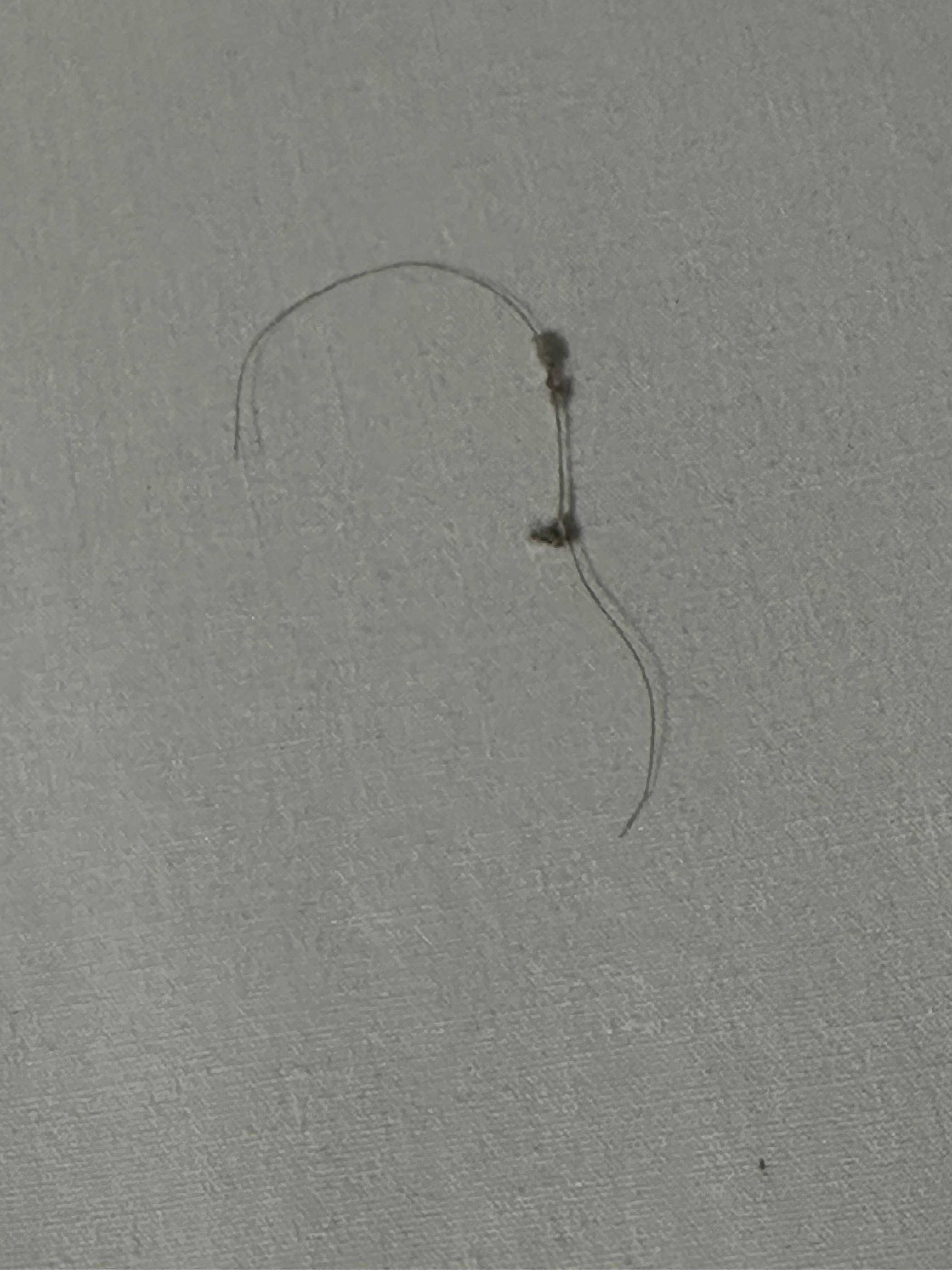 Hair with dust bunnies in the bed