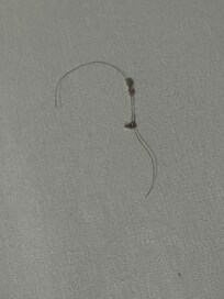 Hair with dust bunnies in the bed