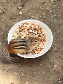 Hungry Chipmunks