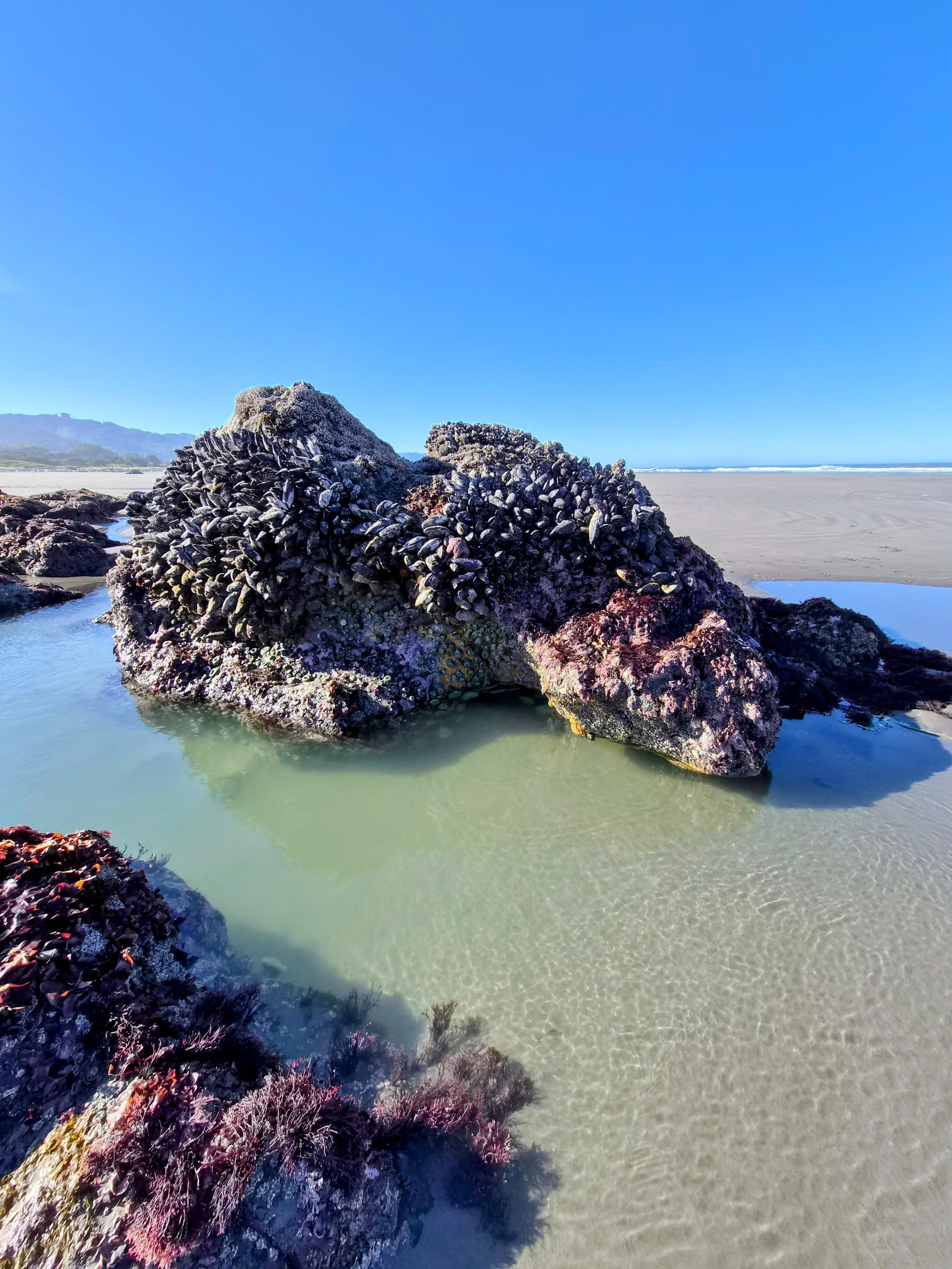 Tude pools at low tide. 