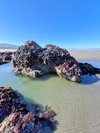 Tude pools at low tide.