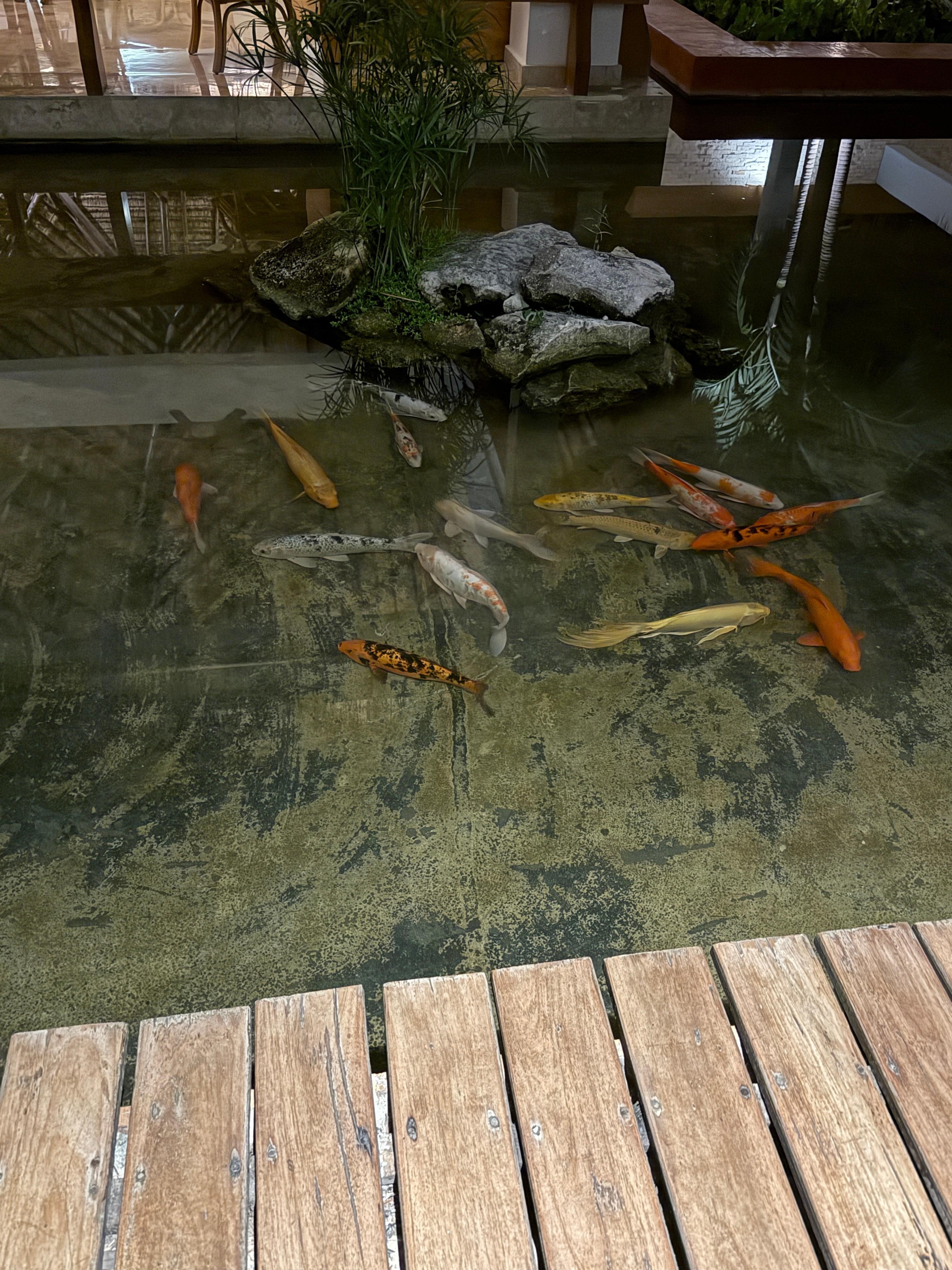 Where the goldfish sleep around midnight walking home from late night snack bar. 