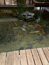 Where the goldfish sleep around midnight walking home from late night snack bar.